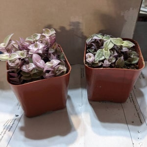 Denise added a photo of their purchase
