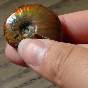 虹色オパール化したアンモナイト化石の殻：虹色オパールのオウムガイ