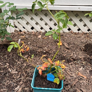 Xin added a photo of their purchase