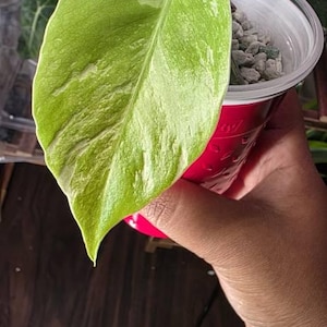 CeCe added a photo of their purchase