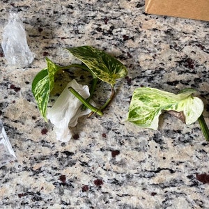 Lindsey added a photo of their purchase