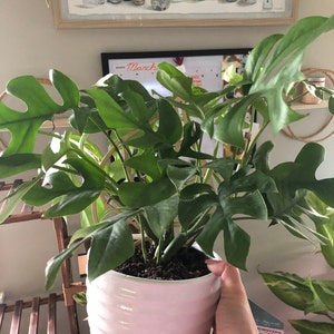 brooke added a photo of their purchase