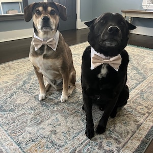 burgundy dog bow tie