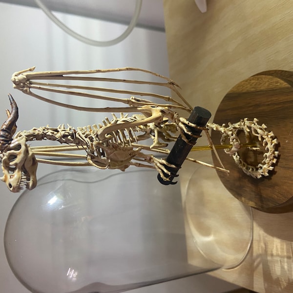 Wyvern Skeleton, Curiosity Cabinet - Etsy