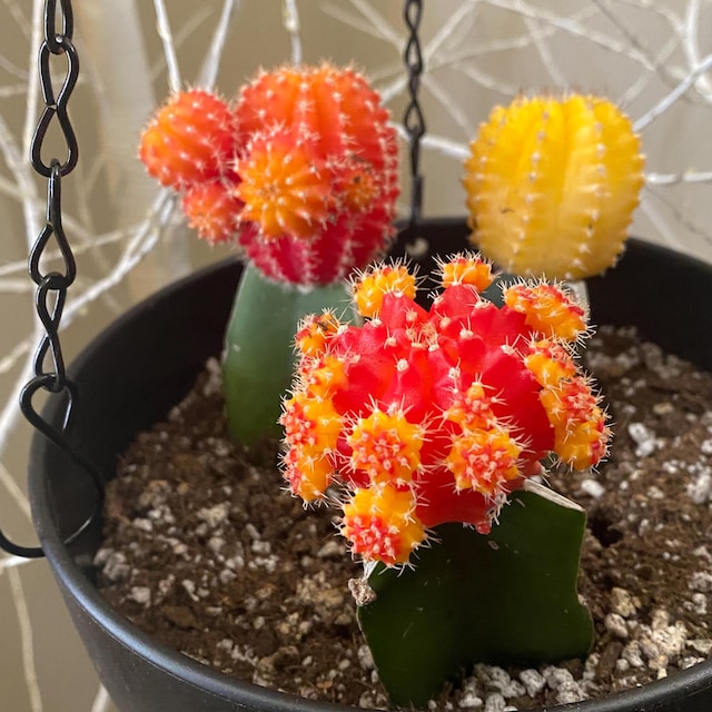 mammillaria elongata blte Mammillaria elongata Copper King  Rita Lee's Nursery