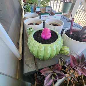 Andrea hat ein Foto des gekauften Artikels hinzugefügt