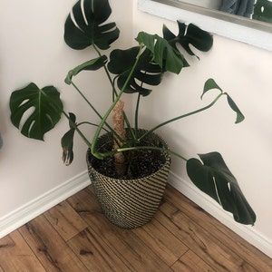 Poteau de mousse pour les plantes Monstera, bâton de mousse de 52 pouces,  poteau végétal pour plantes grimpantes Pôle totémique de fibre de coco 