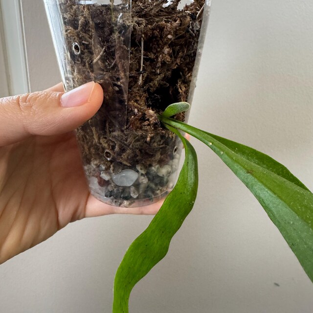 Platycerium Willinckii “jade Girl” Staghorn Fern Rare Starter