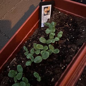 Etsy-koper heeft een foto van de aankoop toegevoegd