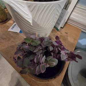Ellen added a photo of their purchase
