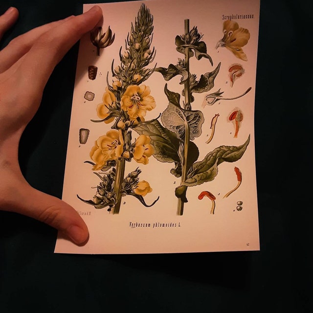 Botanical Poster Set of 6 Flowers, Botanical Prints