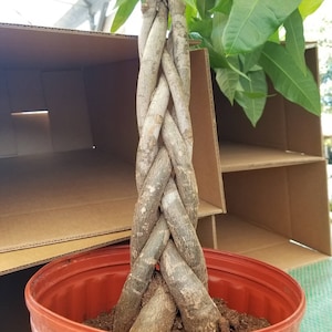 Charlie ha añadido una foto de su compra