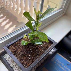 Joel さんが購入した商品の写真を追加しました