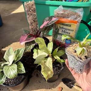 Rose added a photo of their purchase