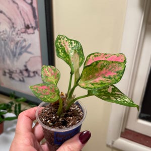 spider plant hanging basket Dollhouse Miniature Spider Plant Hanging Basket 1:12 Scale Houseplant