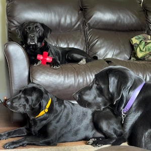 Hazel added a photo of their purchase