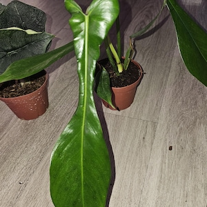 Jeannine ha aggiunto una foto del proprio acquisto