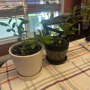 Janet added a photo of their purchase