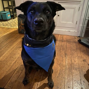 tune squad dog jersey