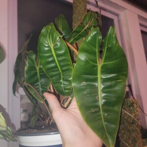 Taylor ha añadido una foto de su compra