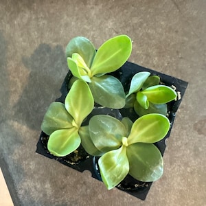 Nacole added a photo of their purchase