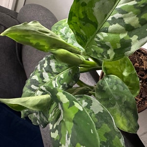 Jessyn added a photo of their purchase