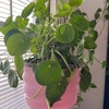 Small Lime Wavy Planter main image 0