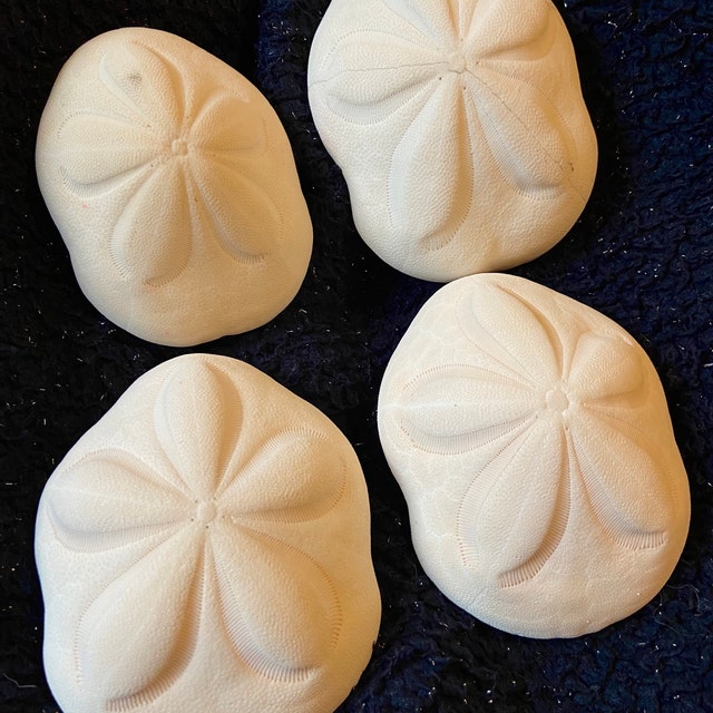 Large Sea Biscuits 2 PC Large Sand Dollars Seashell Supply