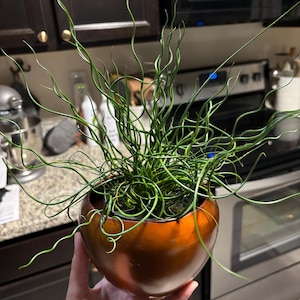Celina added a photo of their purchase
