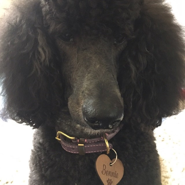 Poodle collars and clearance leads