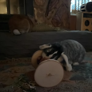 Petra added a photo of their purchase