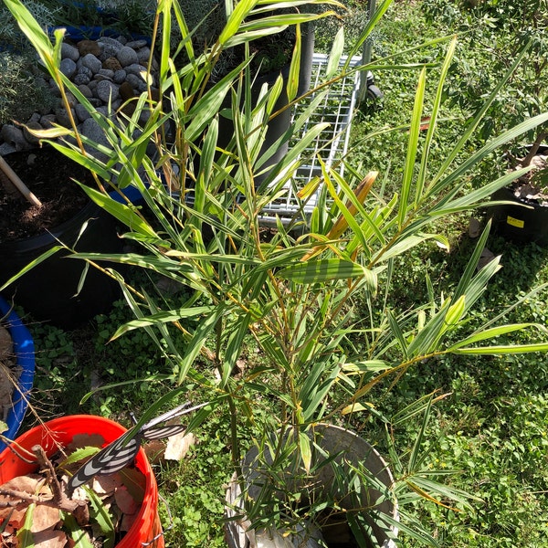 Bambusa Malay Dwarf Variegated Bamboo Plant – 1 Gallon Size – Clumping ...