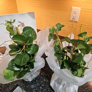 Paul ha añadido una foto de su compra