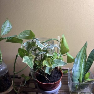 Watkins, added a photo of their purchase