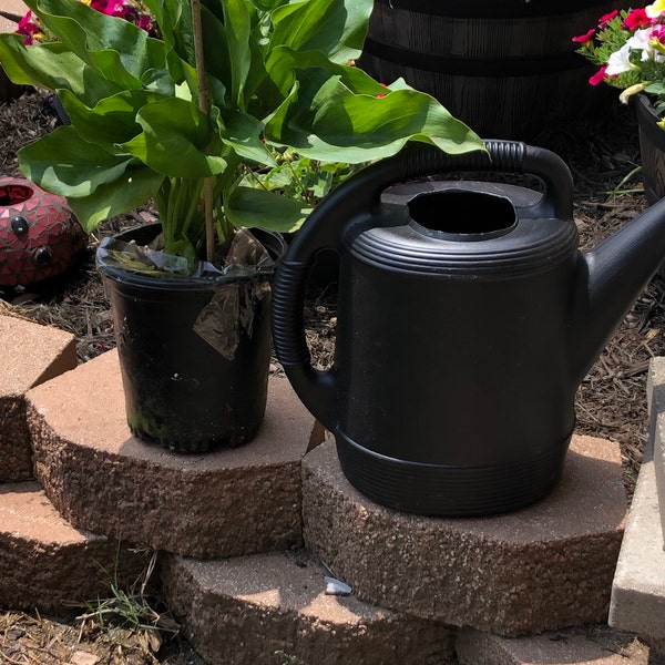 Giant Calla Lily (zantedeschia) 1 Feet Tall 1 Gallon Poy - Etsy