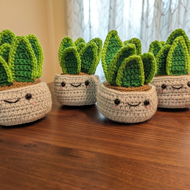 zig zag succulent Zig Zag Cactus Info