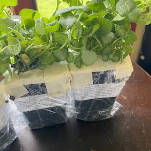 lannie ha añadido una foto de su compra