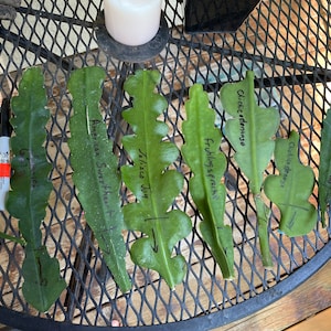 SUSANNE added a photo of their purchase