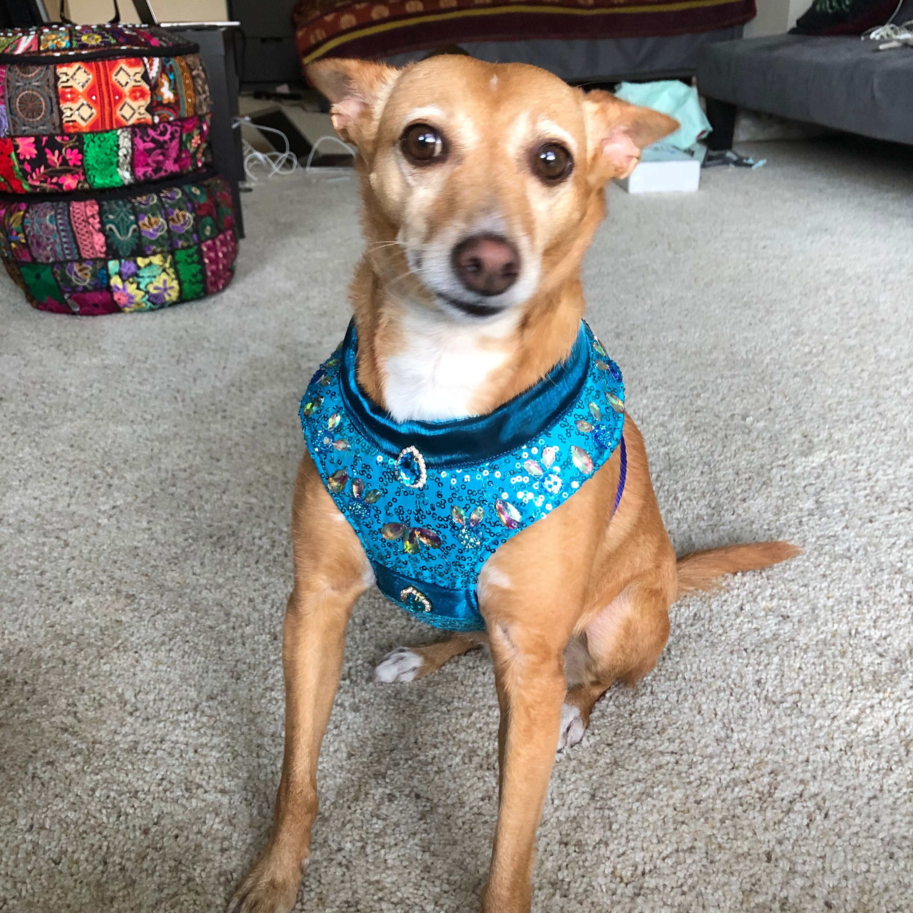 notre dame dog harness