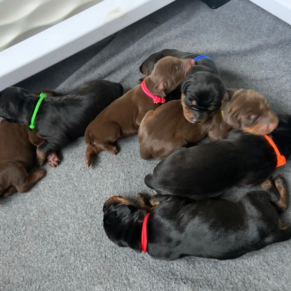 Newborn Puppy Weight Chart With ENS & ESI Daily Puppy Weight Chart