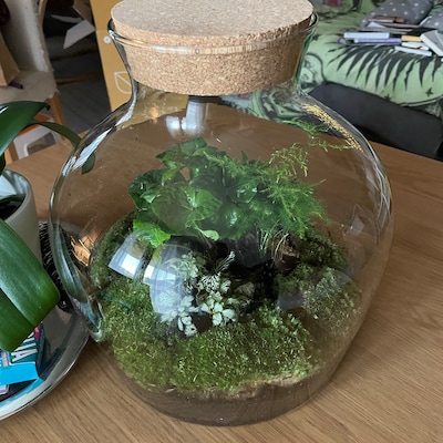 Planten Terrarium Maken? -> Alle Tips & Tricks
