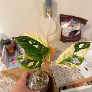 Mikayla added a photo of their purchase