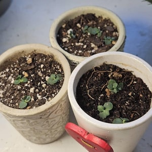 Yevhen added a photo of their purchase