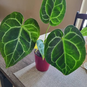 Gwendolyn added a photo of their purchase