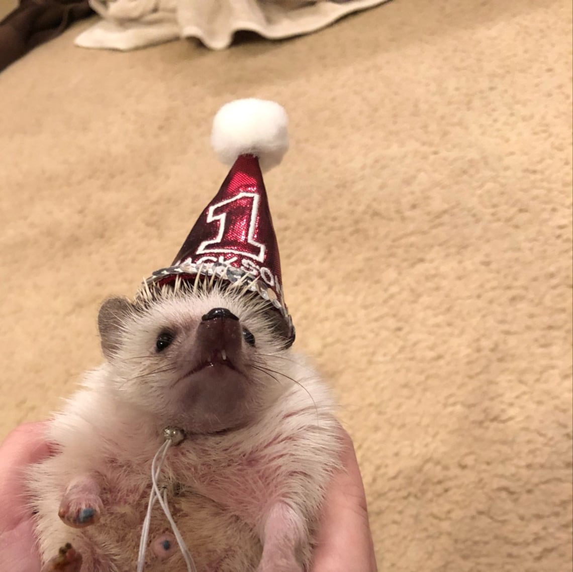 Customer photo of a pet with the First Birthday hat and matching tie or bow