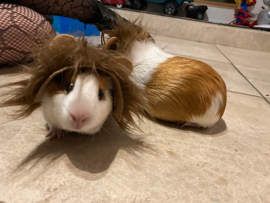 Customer photo of a pet with the Lion dark mane halloween costume for small pet