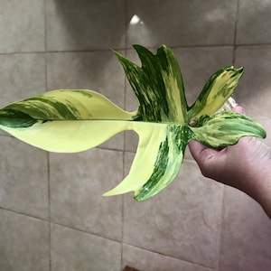 Etsy-koper heeft een foto van de aankoop toegevoegd