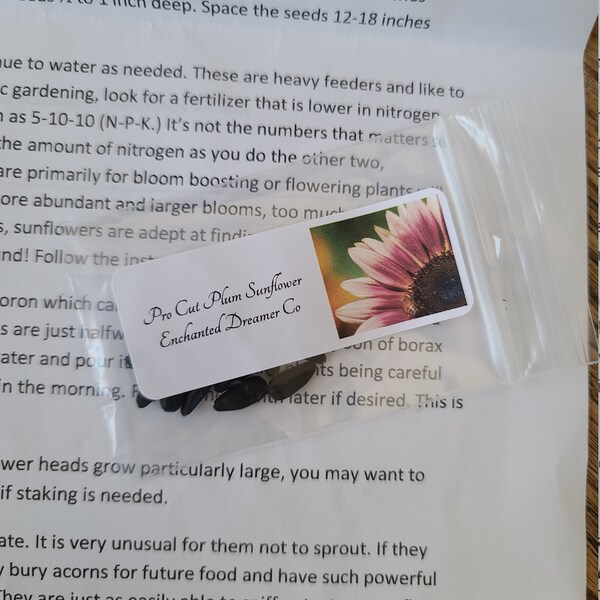 Helianthus Pro Cut Plum Seeds