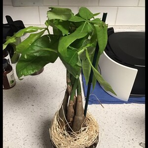 Harvey added a photo of their purchase