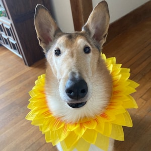 Sunflower Costume For Dog 2Pcs/Set Pet Summer Beach Dog Sunglasses
